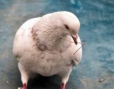 Przemysł mięsny jest jednym z nowych specjalnych przemysłu drobiowego