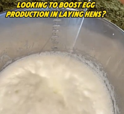 Chcesz zwiększyć produkcję jaj w kurnikach?